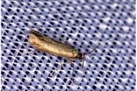 Coptotriche angusticollella