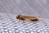 Stigmella samiatella