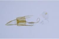 Coleophora caespititiella