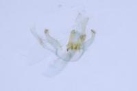Bucculatrix frangutella