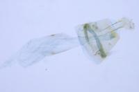 Parornix torquillella