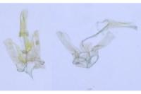 Coptotriche angusticollella