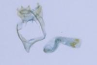 Stigmella samiatella