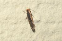 Monopis crocicapitella