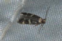Apatema proteroclina