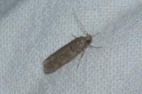 Teleiopsis diffinis