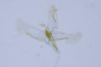 Apatema proteroclina