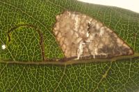Stigmella salicis