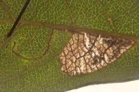 Stigmella salicis