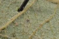 Stigmella salicis