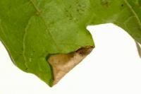 Phyllonorycter acerifoliella