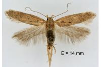 Bryotropha terrella