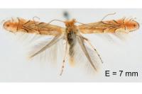 Phyllonorycter messaniella