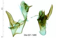 Zimmermannia liebwerdella