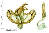 Herrichia excelsella