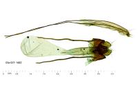 Morophaga choragella