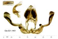 Apotomis capreana