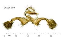 Clavigesta purdeyi