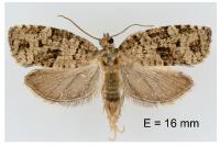 Dichelia histrionana
