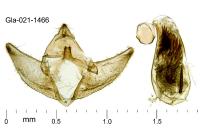 Eupoecilia angustana