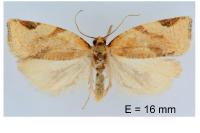 Paramesia gnomana