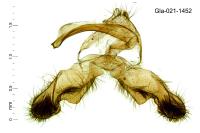 Rhyacionia pinicolana