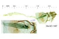 Ocnerostoma friesei