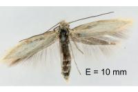 Ocnerostoma friesei