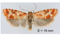 Rhyacionia pinicolana