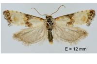 Eupoecilia angustana