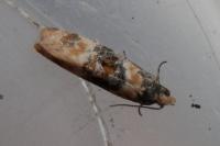 Cochylis nana