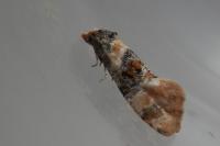 Cochylis nana