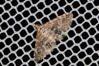 Alucita zonodactyla