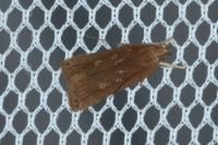 Helcystogramma triannulella