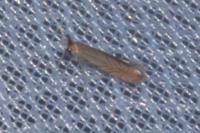 Phyllonorycter messaniella