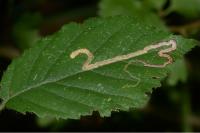 Stigmella aurella