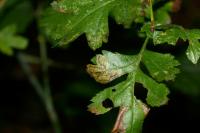Stigmella regiella