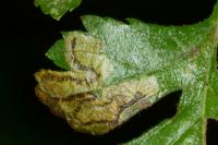 Stigmella regiella