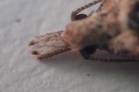 Alucita zonodactyla