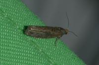 Epinotia maculana
