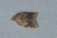 Acleris rhombana