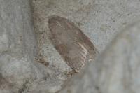 Acleris sparsana