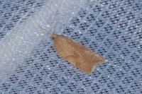 Acleris ferrugana