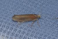Ypsolopha parenthesella