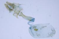 Acleris sparsana