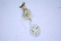 Epinotia maculana