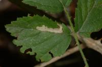 Coptotriche marginea