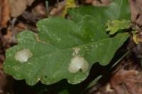 Tischeria ekebladella