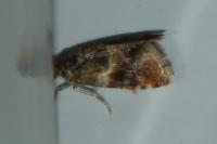Lobesia reliquana