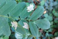 Parectopa robiniella